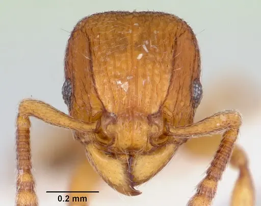 Tetramorium ibycterum specimen CASENT0172830 image casent0172830_2