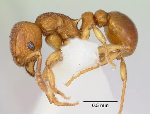 Tetramorium ibycterum specimen CASENT0172830 image casent0172830_3