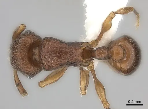 Tetramorium ibycterum specimen CASENT0218088 image casent0218088_1