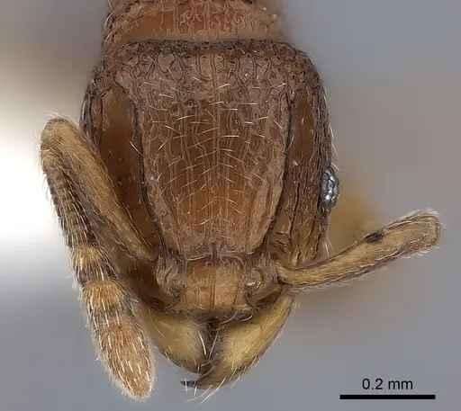 Tetramorium ibycterum specimen CASENT0218088 image casent0218088_2
