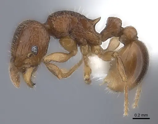 Tetramorium ibycterum specimen CASENT0218088 image casent0218088_3