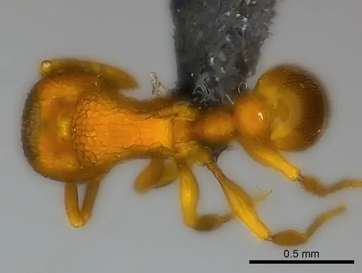 Tetramorium ibycterum specimen CASENT0465343 image casent0465343_1