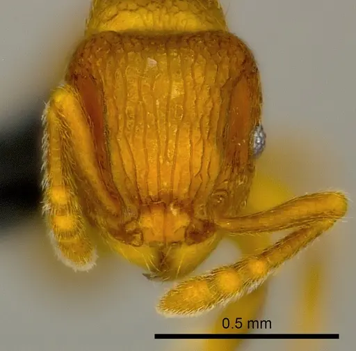 Tetramorium ibycterum specimen CASENT0465343 image casent0465343_2