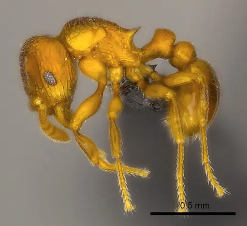 Tetramorium ibycterum specimen CASENT0465343 image casent0465343_3