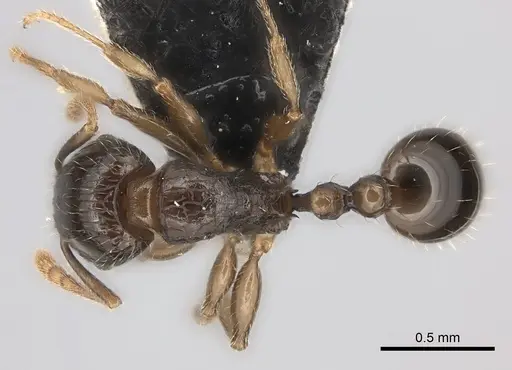 Tetramorium ictidum specimen CASENT0170319 image casent0170319_1