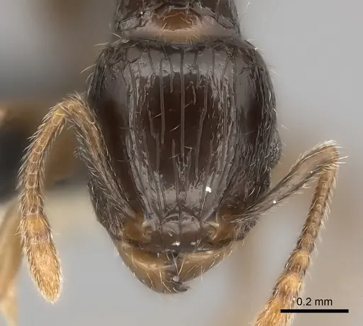 Tetramorium ictidum specimen CASENT0170319 image casent0170319_2