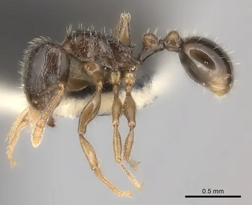 Tetramorium ictidum specimen CASENT0170319 image casent0170319_3