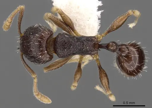 Tetramorium ictidum specimen CASENT0901209 image casent0901209_1