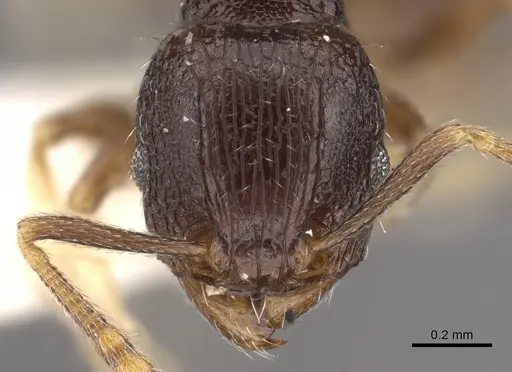 Tetramorium ictidum specimen CASENT0901209 image casent0901209_2