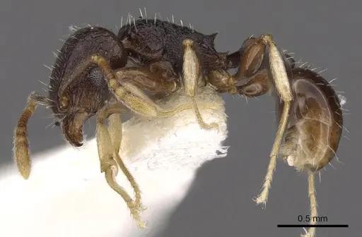 Tetramorium ictidum specimen CASENT0901209 image casent0901209_3