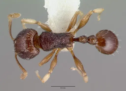 Tetramorium ictidum specimen CASTYPE13389 image castype13389_1