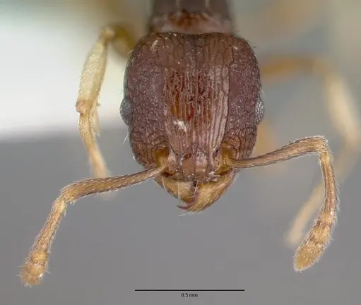 Tetramorium ictidum specimen CASTYPE13389 image castype13389_2