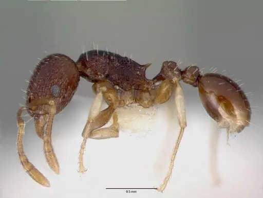 Tetramorium ictidum specimen CASTYPE13389 image castype13389_3
