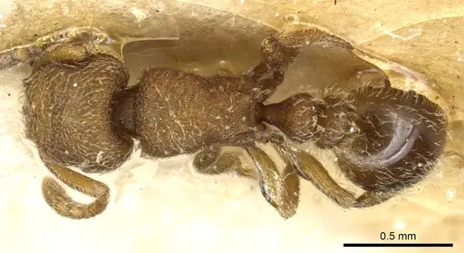 Tetramorium imbelle specimen CASENT0904794 image casent0904794_1