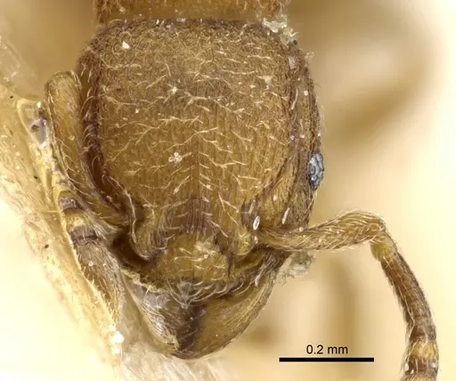 Tetramorium imbelle specimen CASENT0904794 image casent0904794_2