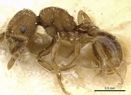 Tetramorium imbelle specimen CASENT0904794 image casent0904794_3