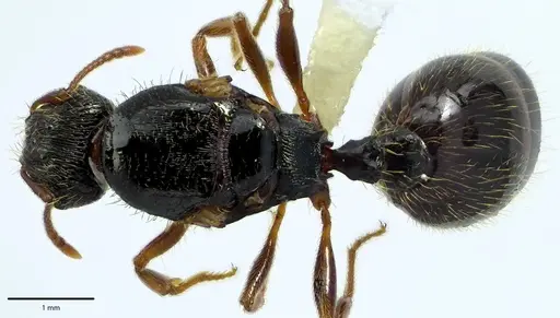 Tetramorium immigrans specimen ANTWEB1041690 image antweb1041690_1