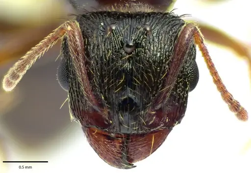 Tetramorium immigrans specimen ANTWEB1041690 image antweb1041690_2