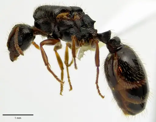 Tetramorium immigrans specimen ANTWEB1041690 image antweb1041690_3