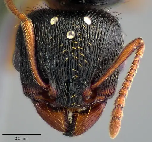 Tetramorium immigrans specimen ANTWEB1041811 image antweb1041811_1
