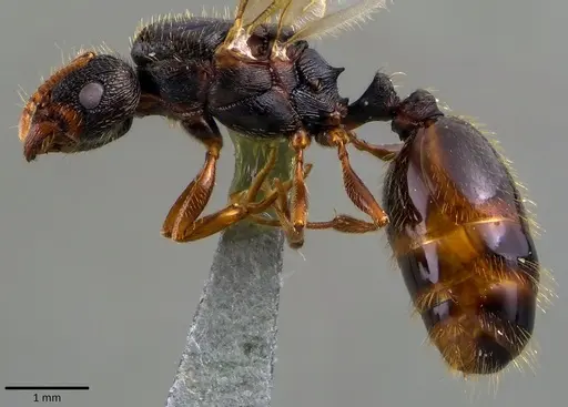 Tetramorium immigrans specimen ANTWEB1041811 image antweb1041811_2
