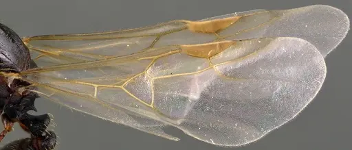 Tetramorium immigrans specimen ANTWEB1041811 image antweb1041811_3