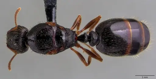 Tetramorium immigrans specimen ANTWEB1060086 image antweb1060086_1