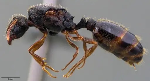 Tetramorium immigrans specimen ANTWEB1060086 image antweb1060086_3
