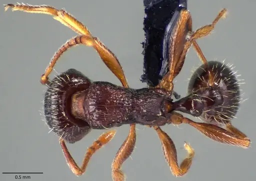 Tetramorium immigrans specimen ANTWEB1060130 image antweb1060130_1