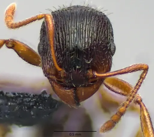 Tetramorium immigrans specimen ANTWEB1060130 image antweb1060130_2