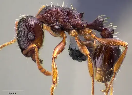 Tetramorium immigrans specimen ANTWEB1060130 image antweb1060130_3