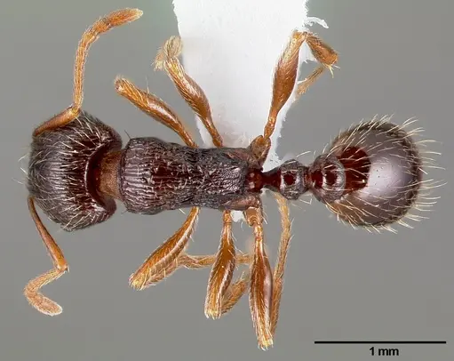 Tetramorium immigrans specimen CASENT0005827 image casent0005827_1