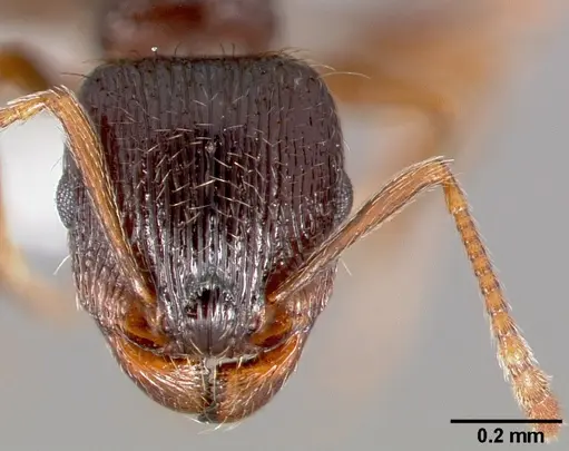 Tetramorium immigrans specimen CASENT0005827 image casent0005827_2