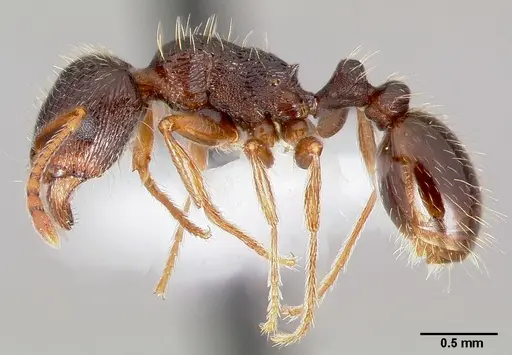 Tetramorium immigrans specimen CASENT0005827 image casent0005827_3