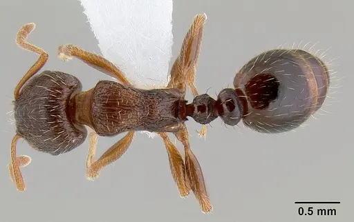 Tetramorium immigrans specimen CASENT0106026 image casent0106026_1