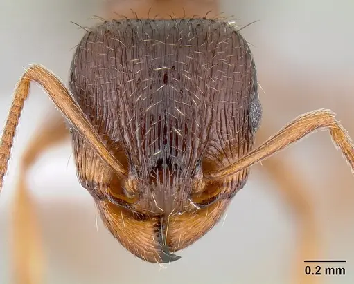 Tetramorium immigrans specimen CASENT0106026 image casent0106026_2