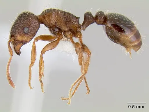 Tetramorium immigrans specimen CASENT0106026 image casent0106026_3