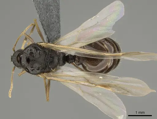 Tetramorium immigrans specimen CASENT0828907 image casent0828907_1