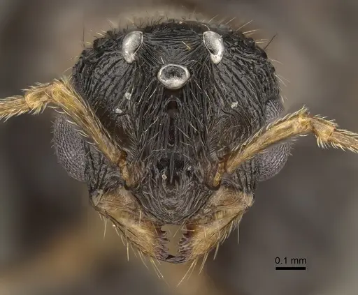 Tetramorium immigrans specimen CASENT0828907 image casent0828907_2