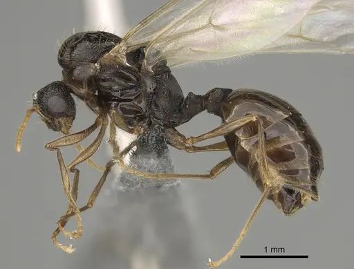 Tetramorium immigrans specimen CASENT0828907 image casent0828907_3