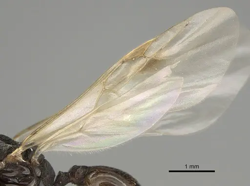 Tetramorium immigrans specimen CASENT0828907 image casent0828907_4