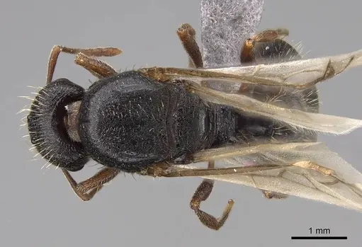 Tetramorium immigrans specimen CASENT0845171 image casent0845171_1