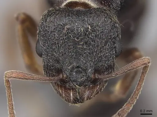 Tetramorium immigrans specimen CASENT0845171 image casent0845171_2