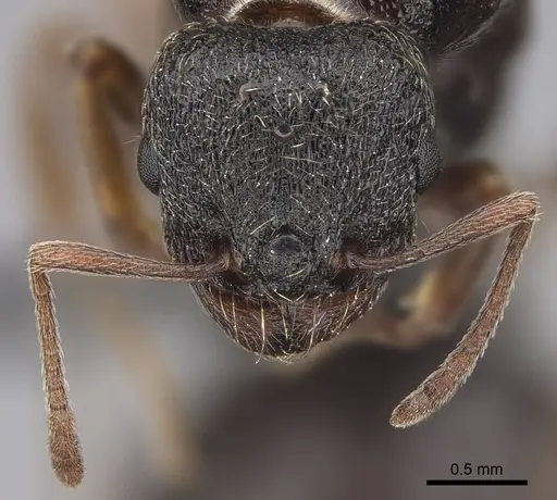 Tetramorium immigrans specimen CASENT0845171 image casent0845171_3