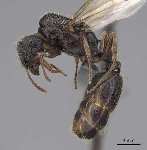 Tetramorium immigrans specimen CASENT0845171 image casent0845171_4