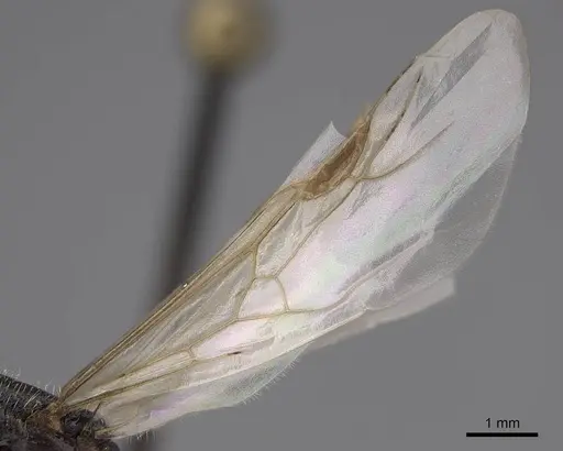 Tetramorium immigrans specimen CASENT0845171 image casent0845171_5