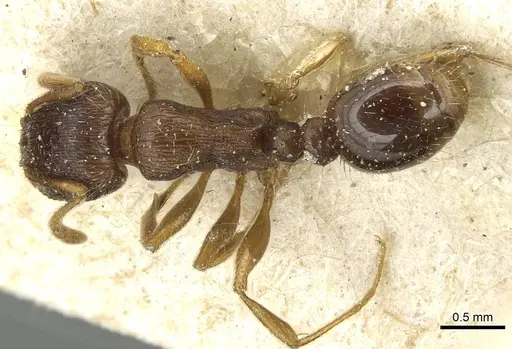 Tetramorium immigrans specimen CASENT0913997 image casent0913997_1
