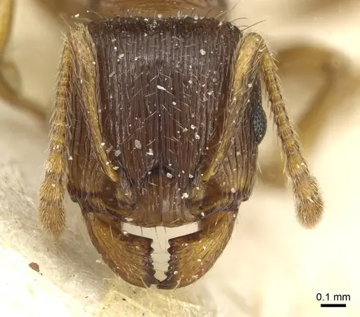 Tetramorium immigrans specimen CASENT0913997 image casent0913997_2