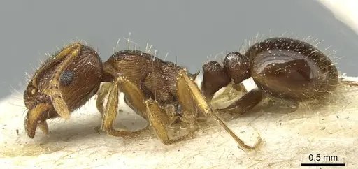 Tetramorium immigrans specimen CASENT0913997 image casent0913997_3