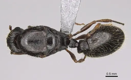 Tetramorium immigrans specimen CASENT0923237 image casent0923237_1